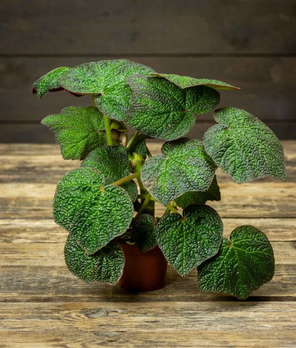 Begonia Boomer