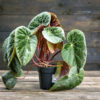 Begonia ruukussa