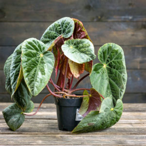Begonia ruukussa