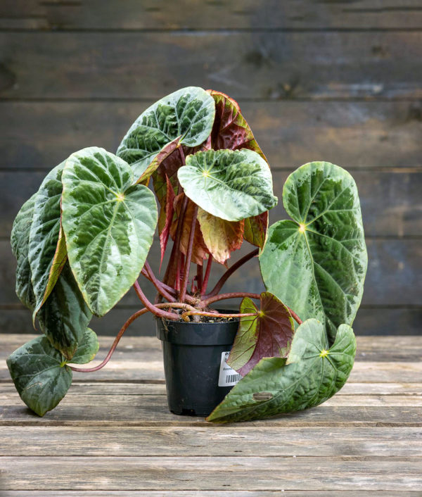 Begonia ruukussa