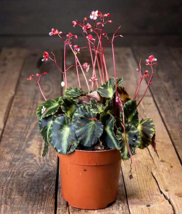 Begonia
