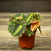 pieni begonia