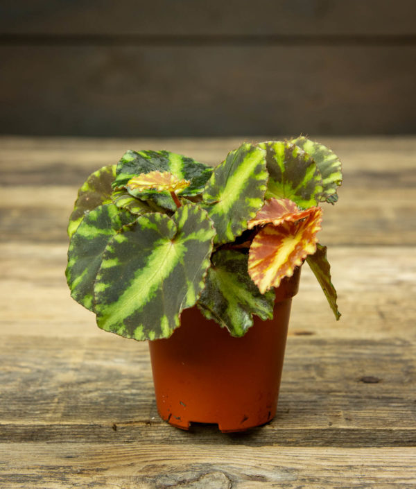 pieni begonia