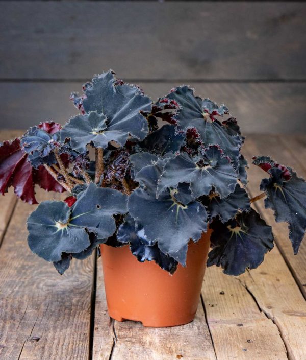 Begonia