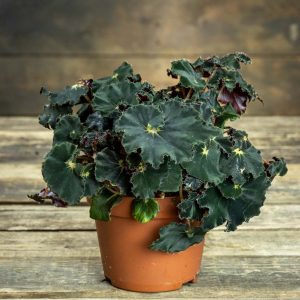 Begonia Dark Mambo