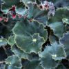 Begonia pikkutaimi