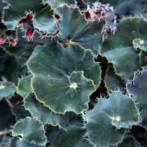 Begonia pikkutaimi