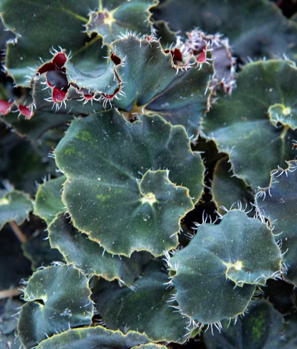 Begonia pikkutaimi