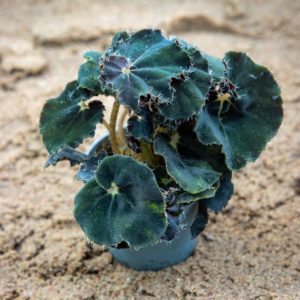 Begonia pikkutaimi