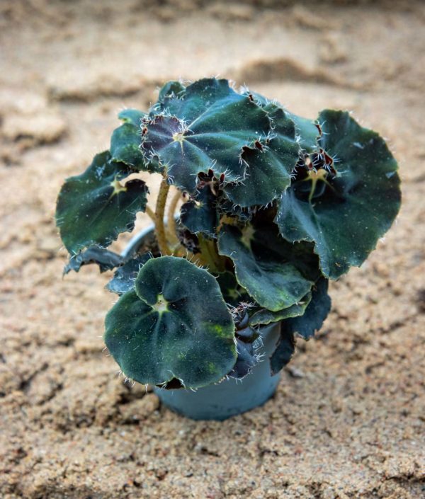 Begonia pikkutaimi