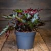 Tummanpuhuva begonia jolla on sahalaitaiset ja tähdenmuotoiset tummanvihreät lehdet sekä viininpunaiset lehtien alapinnat. Kasvi on harmaassa muoviruukussa puisella pöydällä.