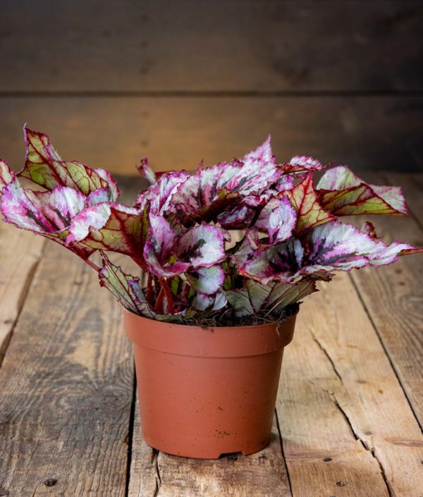 Begonia