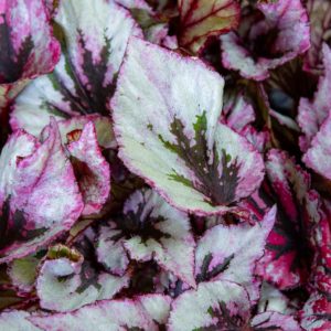 Begonia