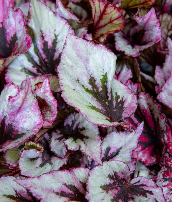 Begonia