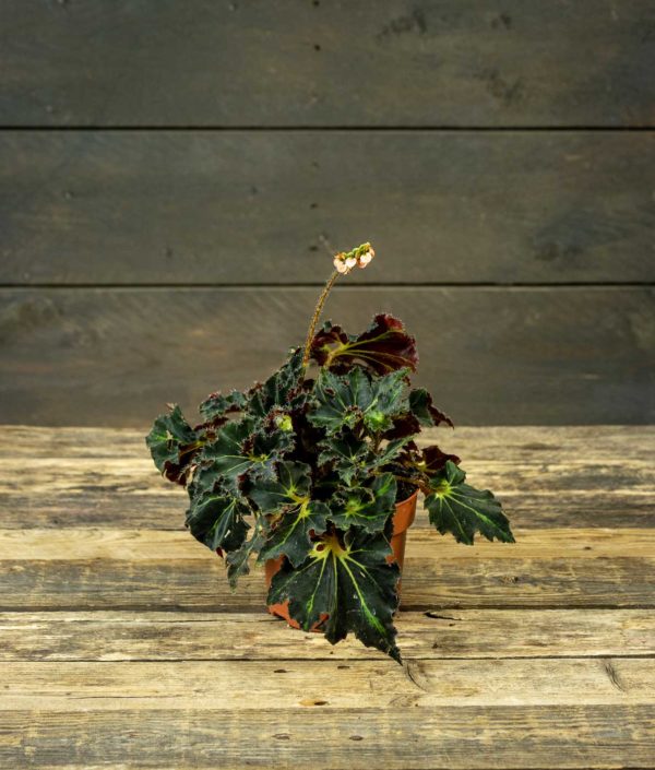 Begonia Evy