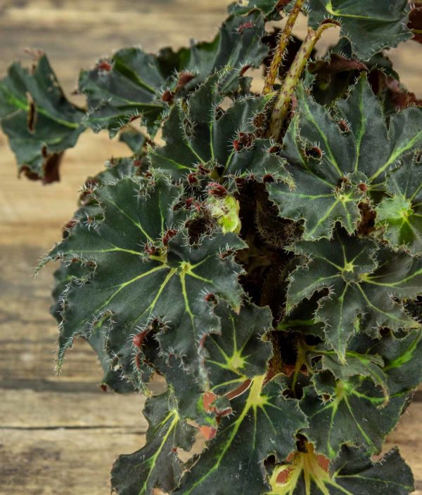 Begonia Evy - Image 2