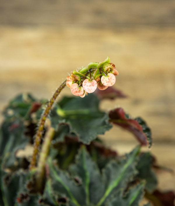 Begonia Evy - Image 3