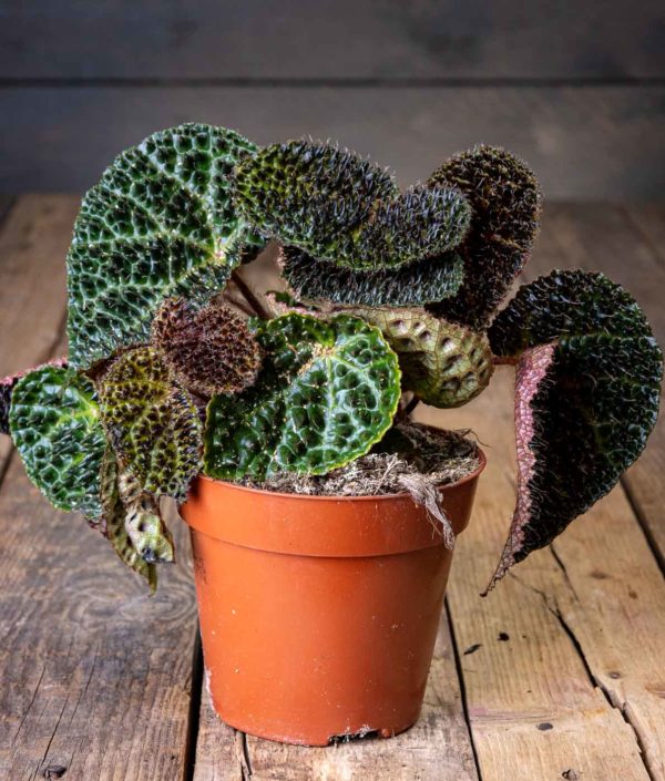 Begonia