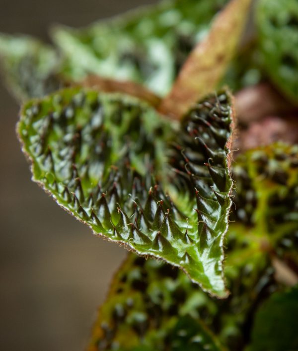 Begonia Ferox - Image 3