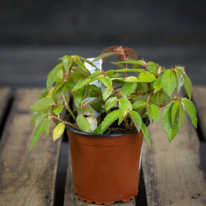pieni lehtinen begonia ruukussa