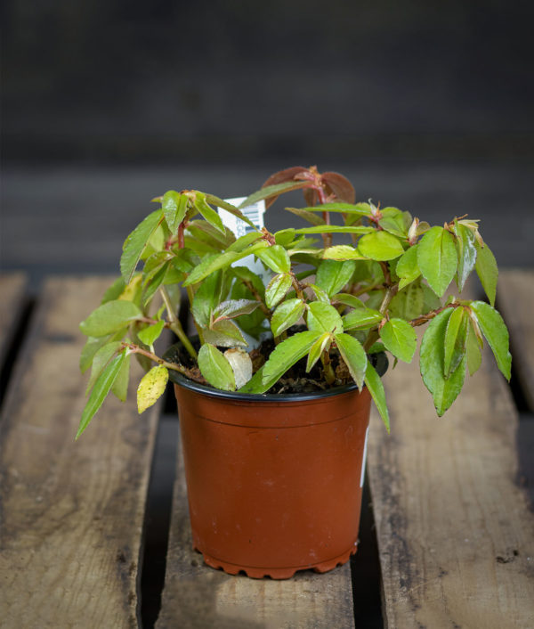 pieni lehtinen begonia ruukussa