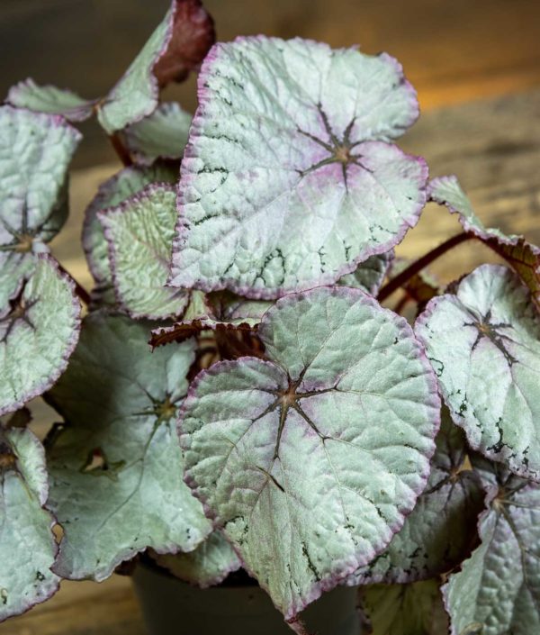Begonia Hawaiian Silver - Image 2