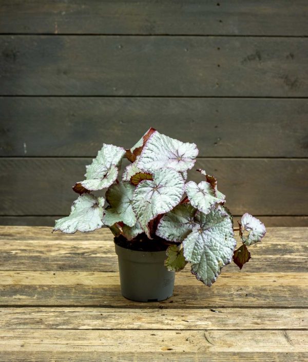 Begonia Hawaiian Silver