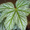 Begonia