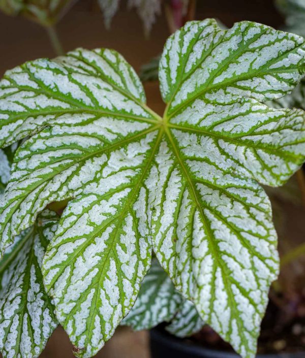 Begonia