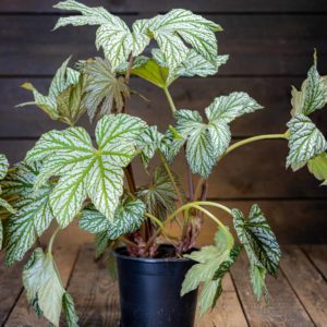 Begonia