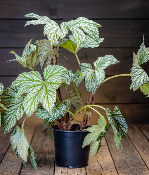 Begonia
