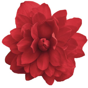 Karjalanneito Illumination® Scarlet Pikkutaimi