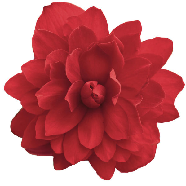 Karjalanneito Illumination® Scarlet Pikkutaimi