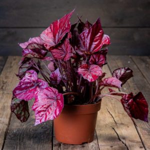 begonia