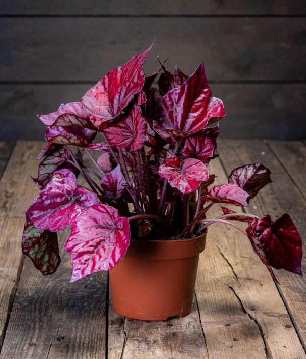 begonia