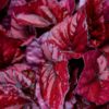 begonia