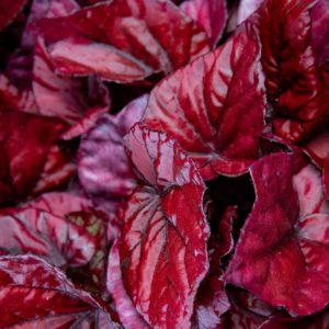 begonia