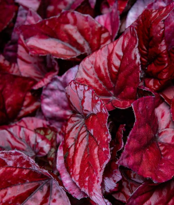 begonia