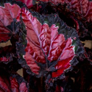 punalehtinen begonia