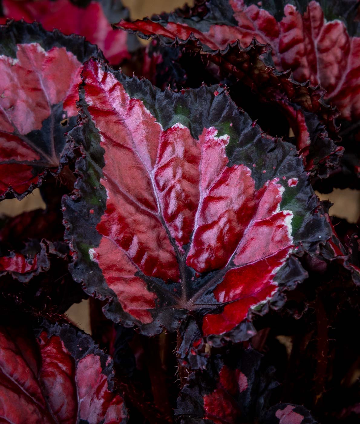 punalehtinen begonia