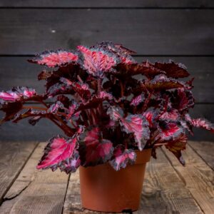 punalehtinen begonia
