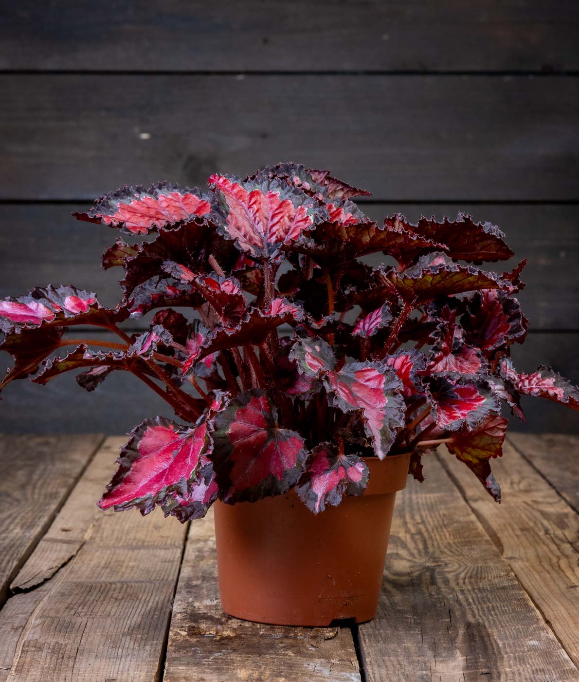 punalehtinen begonia