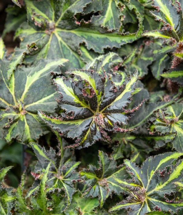 Begonia
