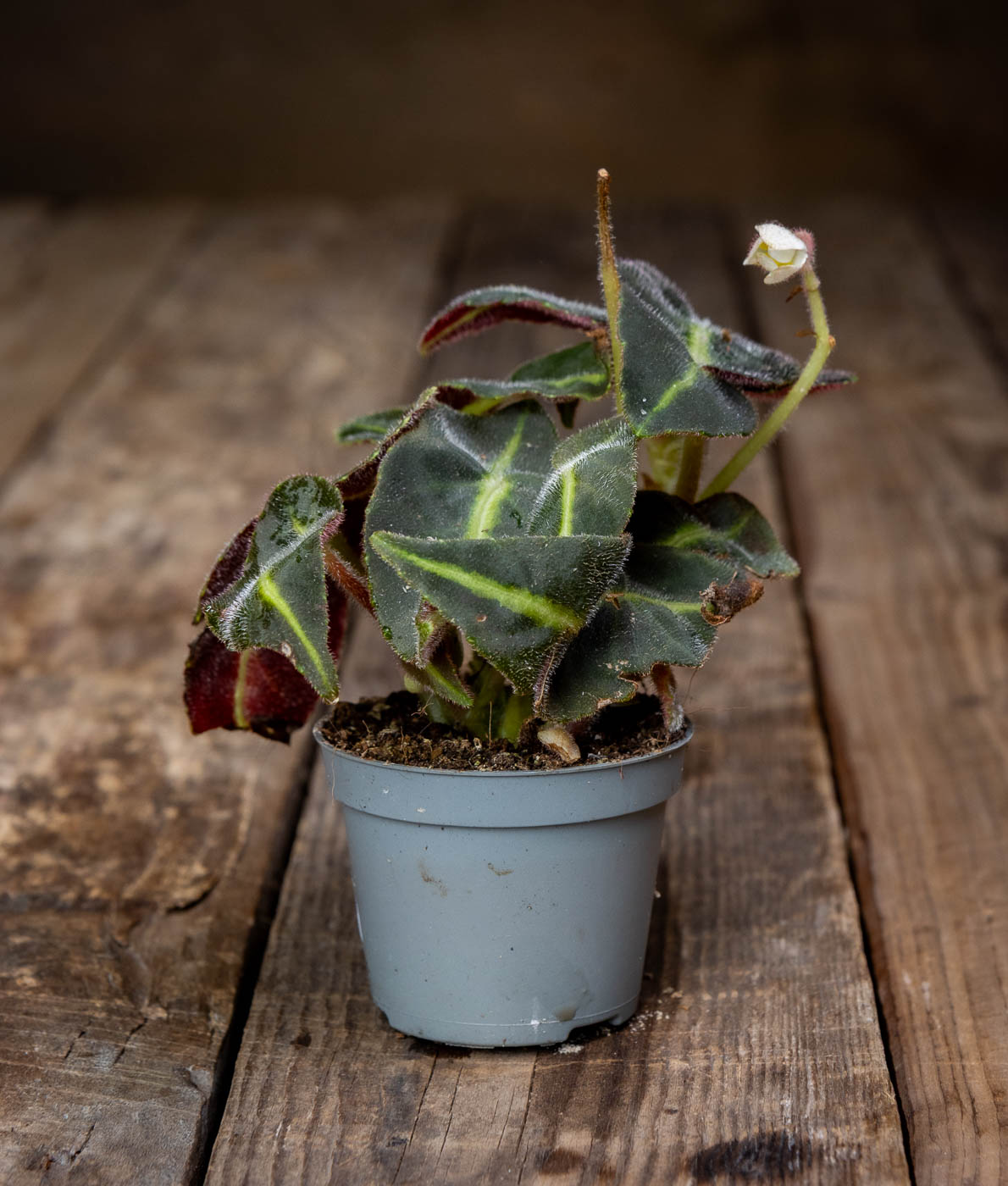 Begonia Listada ruukussa, samettiset tummanvihreät lehdet limenvihreällä keskiraidalla