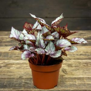 begonia ruukussa