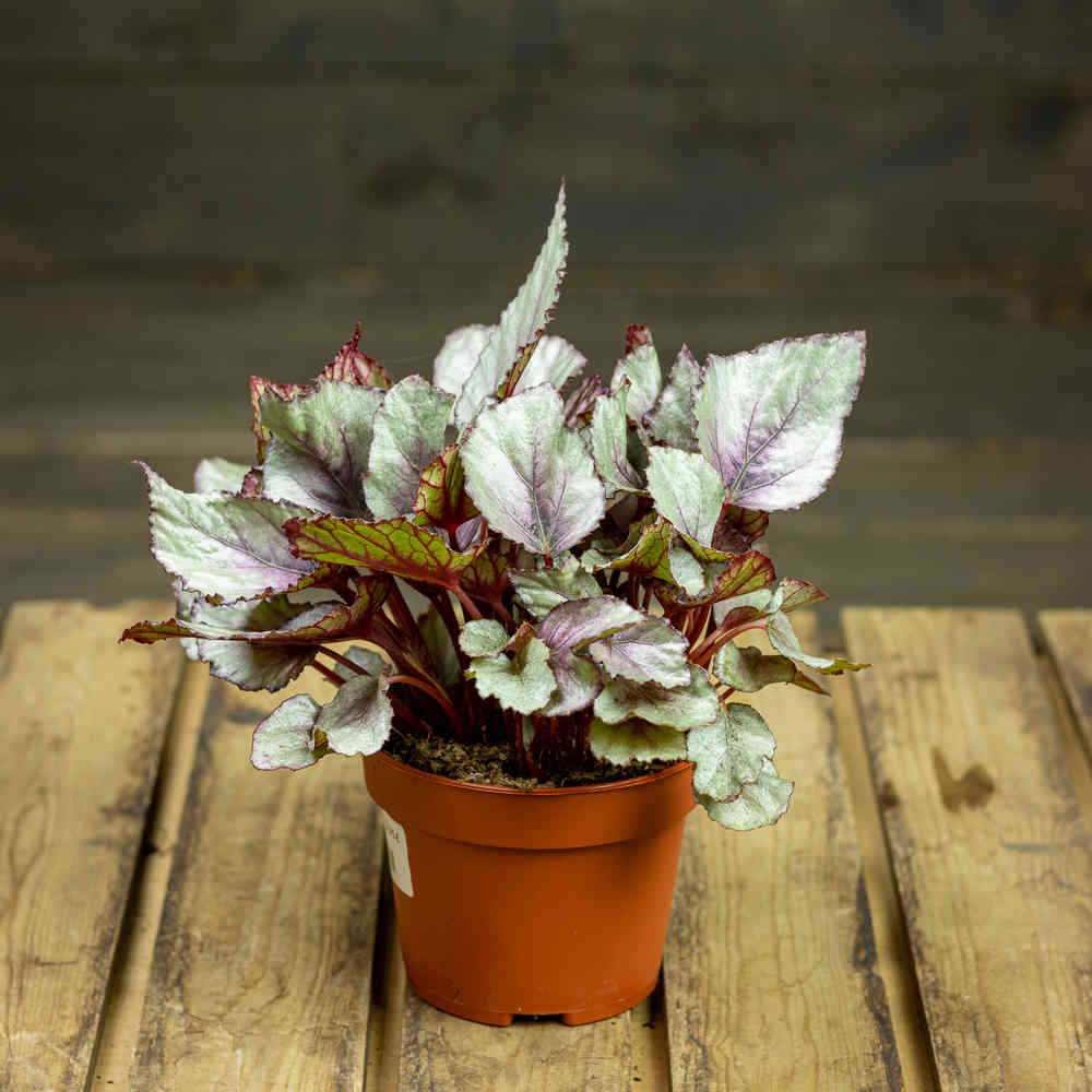 Begonia Maori Haze - Pukinmäen puutarha