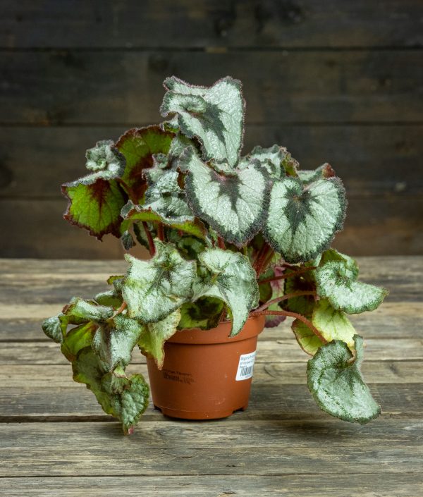 Begonia Princess of Hanover ruukussa