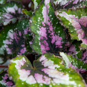begonia