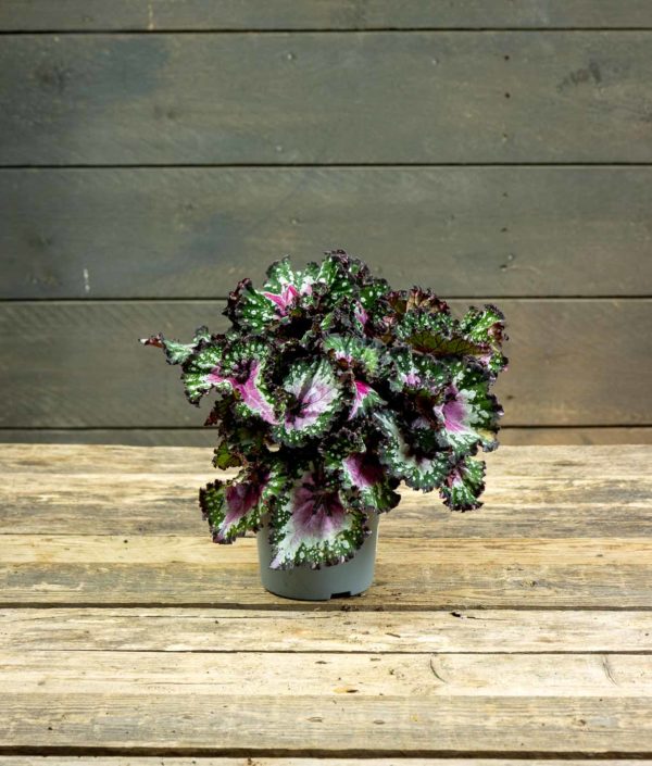 Begonia Purple Blush