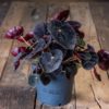Begonia